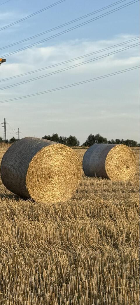 Bio-Weizen-Stroh