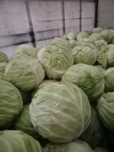 Kraut, Kohl