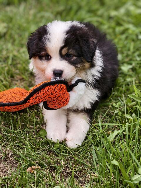 Australian Shepherd mit Ahnentafel
