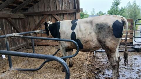 Hornloser Holsteinstier