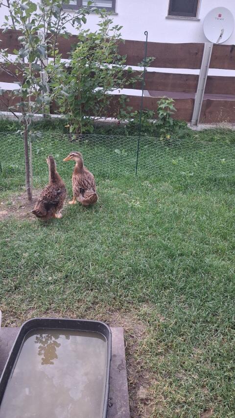 Weibliche Enten