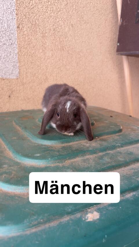 Zwergwidder