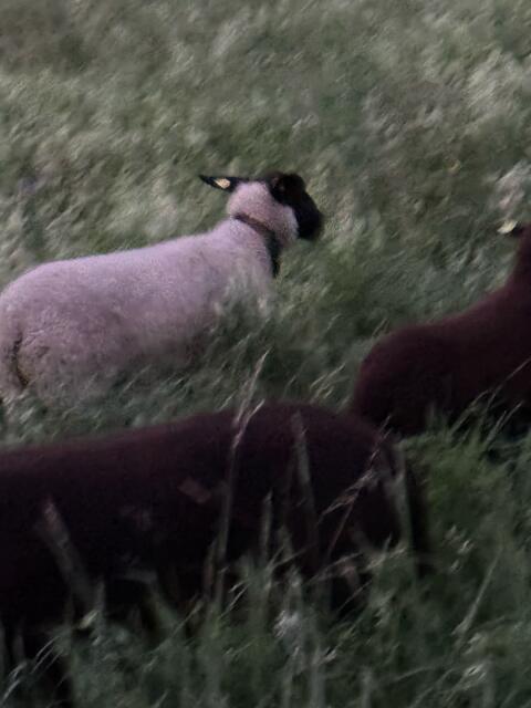 Suffolk-Schaf
