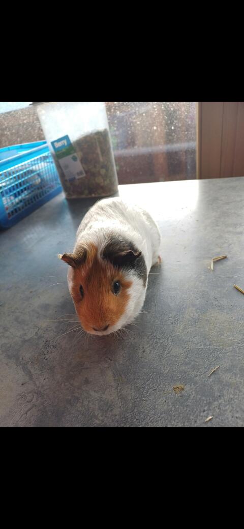 Verkaufe schöne Meerschweinchen