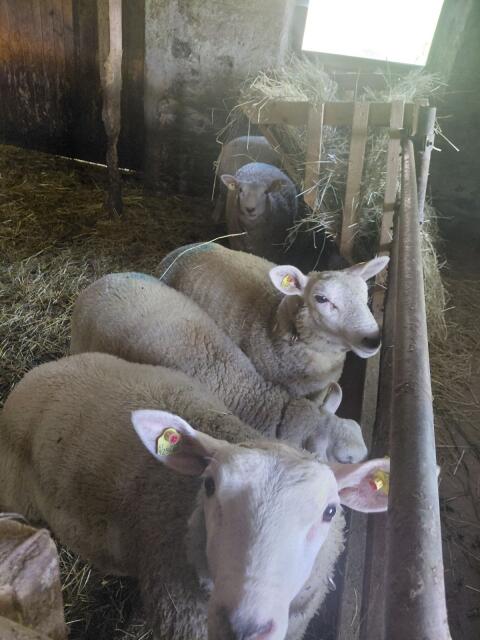 Texel-Zuchtlämmer 2026