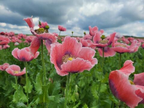 Handgeernteter Graumohn, Anbausamen