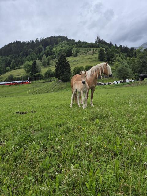 Verkaufe bewegungsstarkes Haflinger Hengstfohlen