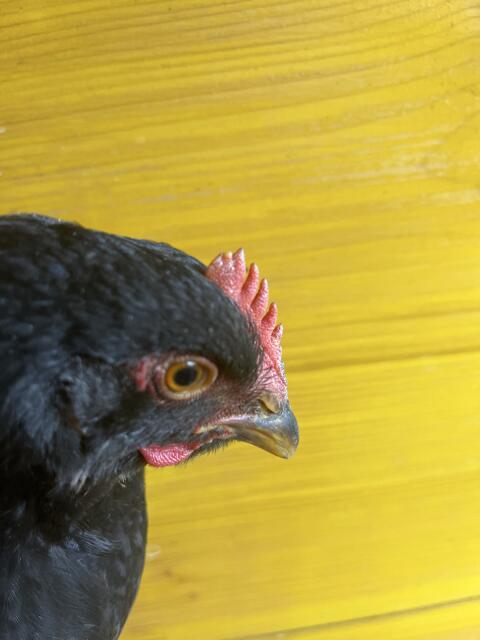 Barnevelder Hahn SSG