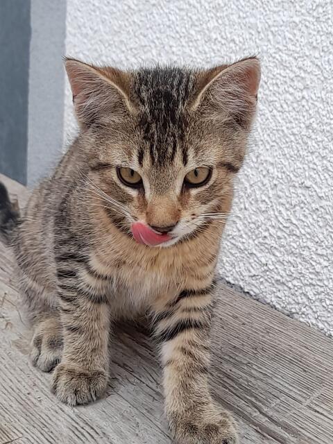 Babykatzen abzugeben