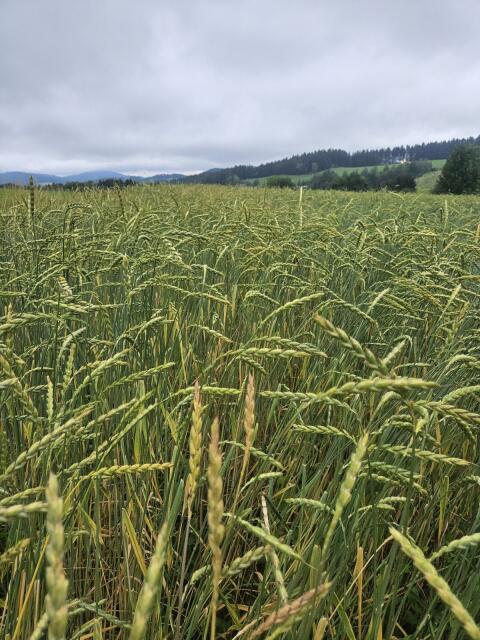 Dinkel konventionell ab Feld