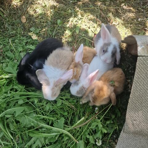 Minilop-Babys