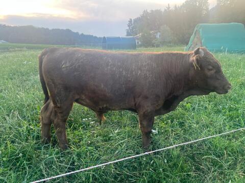 Bio Dexter Rind