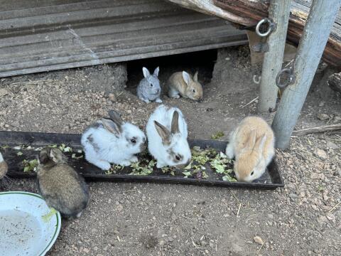 Riesenkaninchen