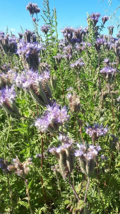 Bio Phacelia
