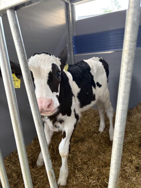 Holstein Zuchtstierkalb