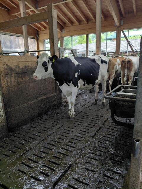 Holstein Jungkuh