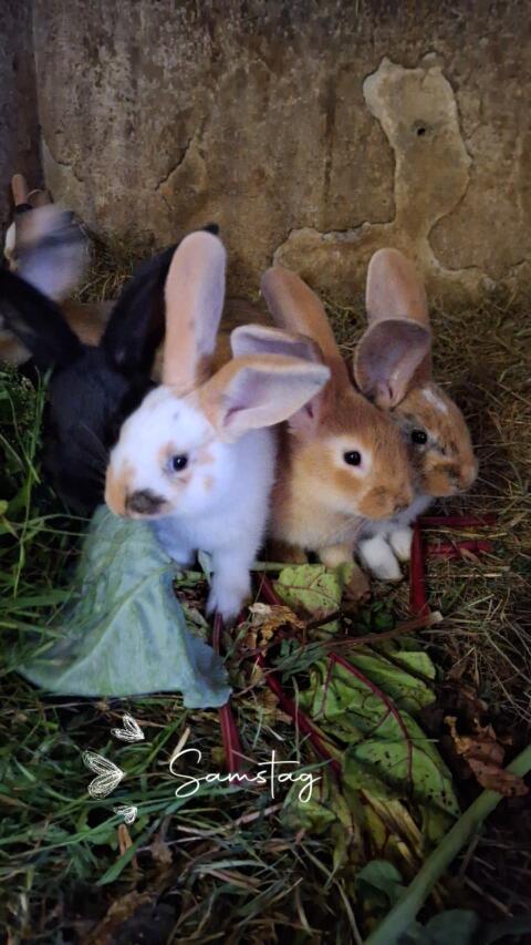 Kaninchen