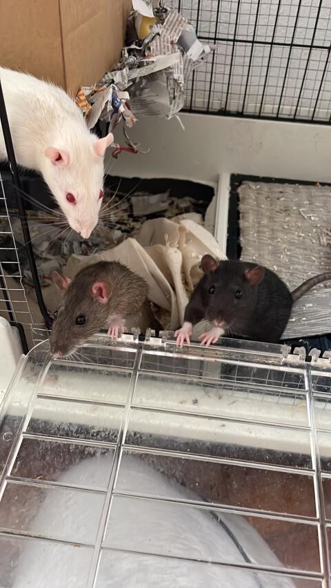 Ratten zu vergeben