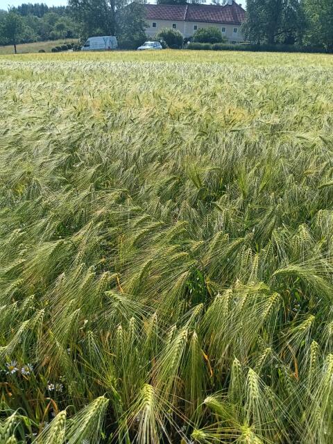 Bio-Wintergerste