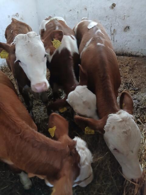 8 FV-Einsteller, Fresser, weibl.