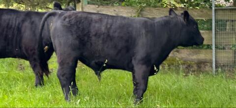 Angus-Stier