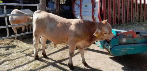 Murbodner Stier