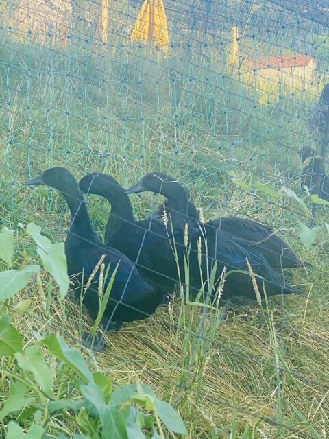 4 junge Cayuga-Enten