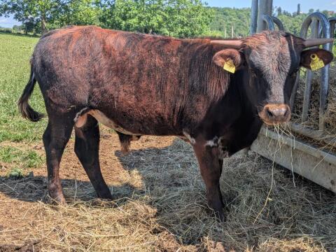 Texas Longhorn Zuchtbulle