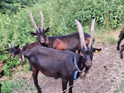 Bock und Bockkitz