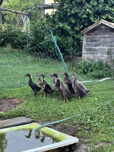 Enten, Laufenten, Schneckenfresser