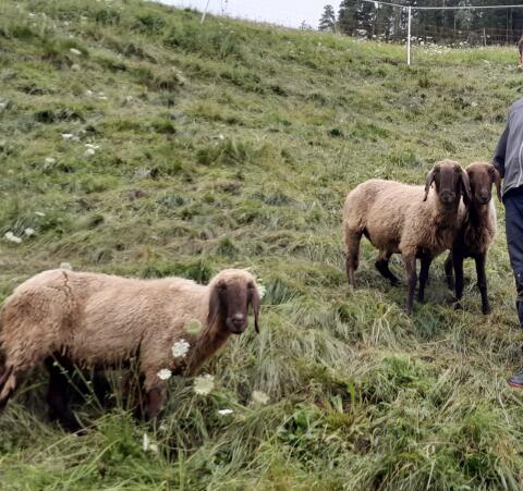 Braune Bergschafe Bio