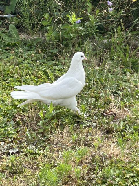 Taube