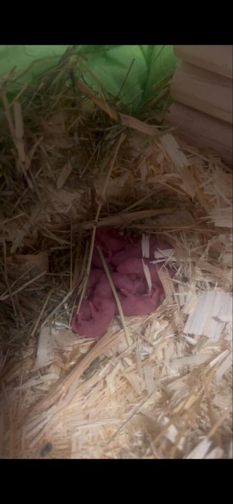 Baby Farbmäuse