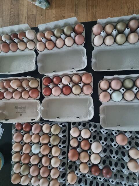 Frische Eier