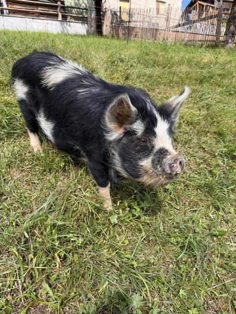 Kune Kune Zuchtsau NIEDEREDT KEREOPA 2