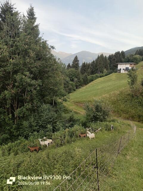 Saanenziege