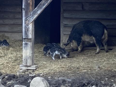 Mangalitza-Ferkel zu verkaufen und Zuchtschweine