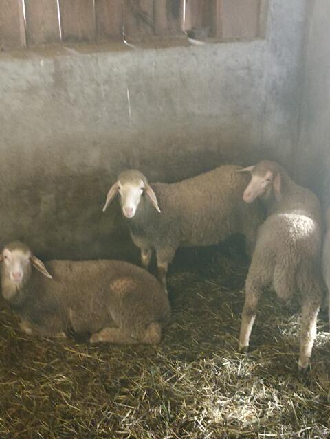 Verkaufe Merino-Lämmer