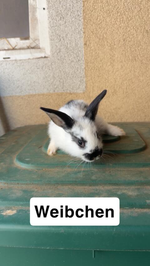 Zwergkaninchen