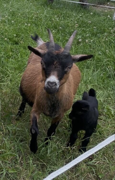 Zwergziege mit Kitz