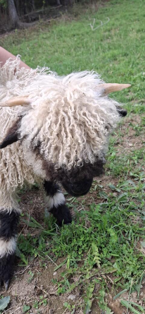 Walliser Schwarznasenschaf, Widder