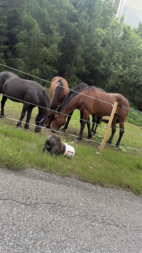 Shetland-Pony-Hengst zu vergeben