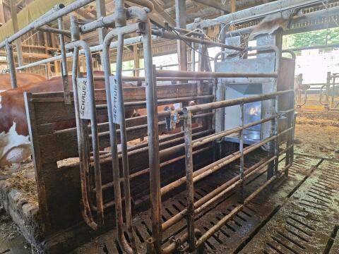Schauer Kraftfutterstation Compident Cow