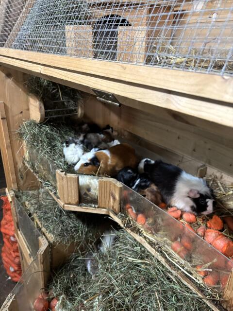 Meerschweinchen