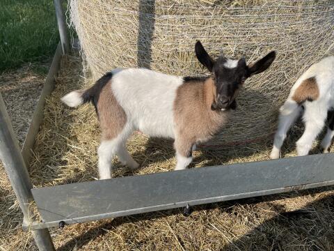 Ziegenbock, geb. Mai 26
