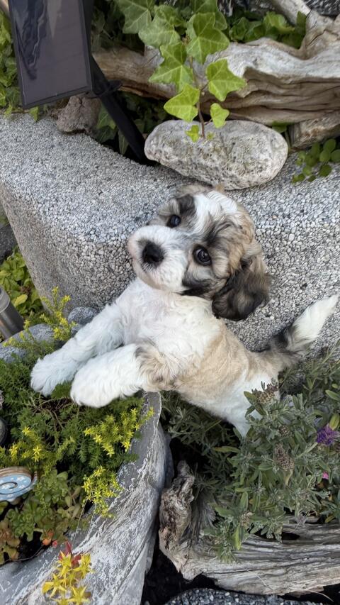 Bichonpoo (Bichon Frise mit Zwergpudel) mit AT