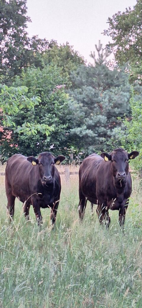 Wagyu Fullblood Färsen