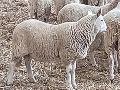 Schafwidder Cheviot