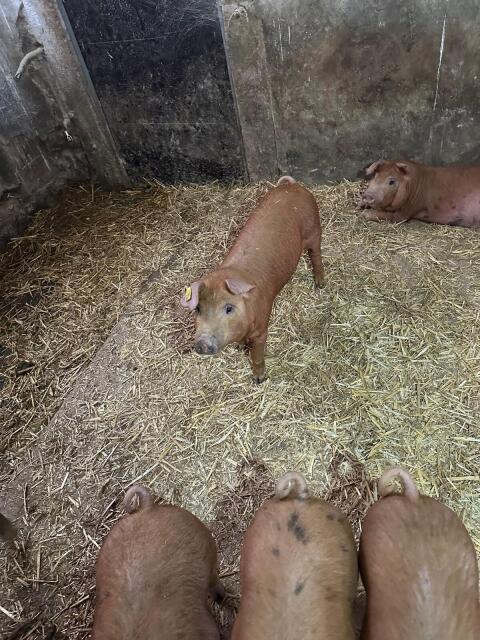 Duroc-Ferkel-Kreuzung