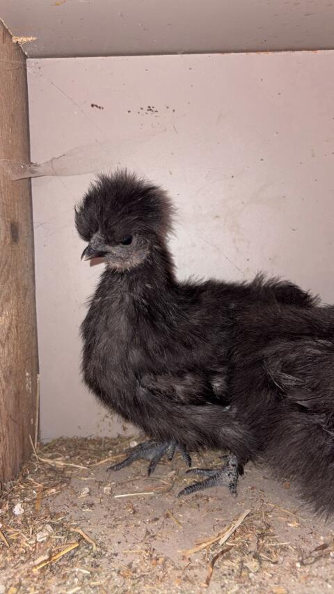 Seidenhuhn Hennen